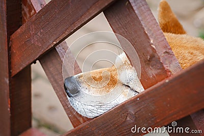 A Japanese dog of breed Shiba Inu stuck his nose out of a wooden fence Stock Photo