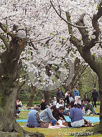 Japanese enjoying cherry blossoms festival in korakuen garden Editorial Stock Photo