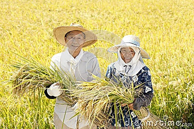 Japanese farmer harvesting rice Stock Photo