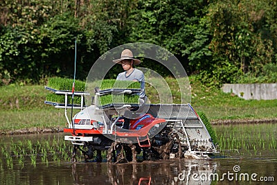 Japanese farmer planting a rice field by tractor Editorial Stock Photo