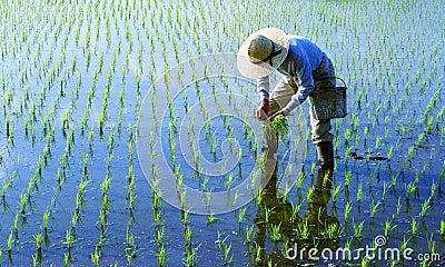 Japanese Farmer Tending The Rice Paddy Stock Photo