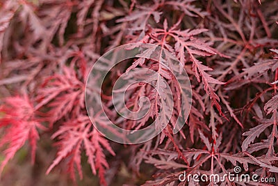 Japanese fire bush Acer palmatum maple tree Stock Photo