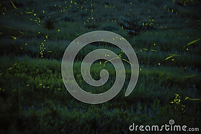 Japanese firefly or genjibotaru or Luciola cruciata glowing in Tatsuno, Nagano, Japan Stock Photo