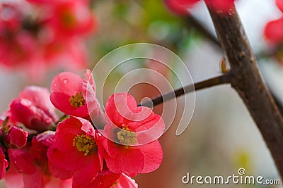 Japanese flowering quince Stock Photo