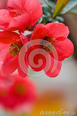 Japanese flowering quince Stock Photo