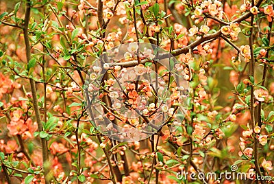 Japanese flowering quince (Chaenomeles japonica) Stock Photo