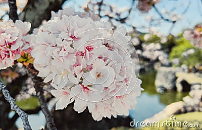 Japanese flowers kissed by spring sunlight Stock Photo