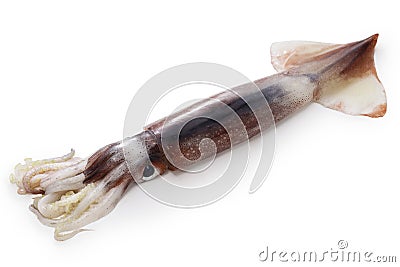 Japanese flying squid Stock Photo