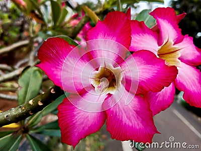 Japanese frangipani adenium ornamental plant beautiful bright red color Stock Photo