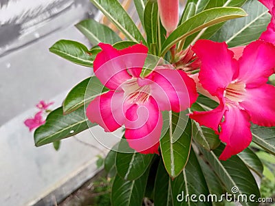 Japanese frangipani flowers are red Stock Photo