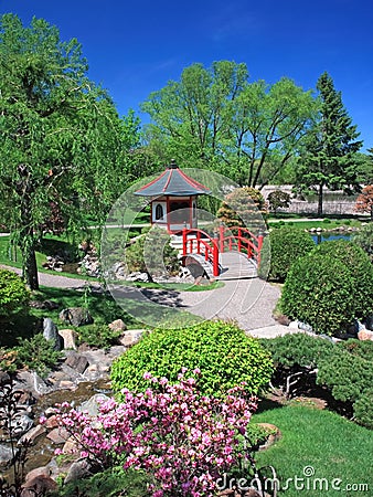 Japanese garden in Bloomington with blooming bush Stock Photo