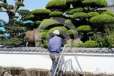 Japanese gardener pruning a garden tree Editorial Stock Photo