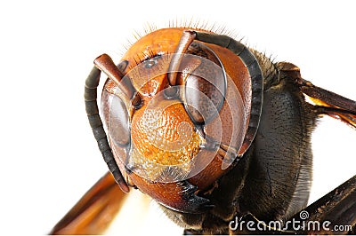 Japanese giant hornet Stock Photo