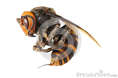 Japanese giant hornet Stock Photo