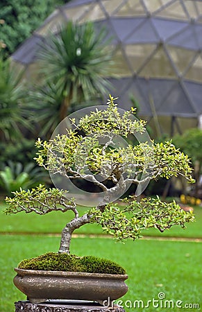 A japanese green bonzai Stock Photo