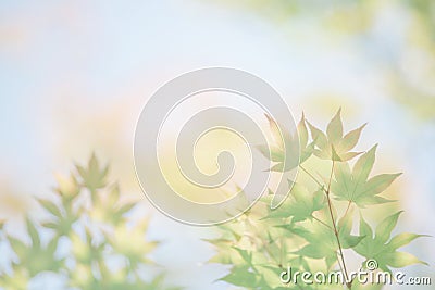 Japanese green maples leaves with blue sky Stock Photo