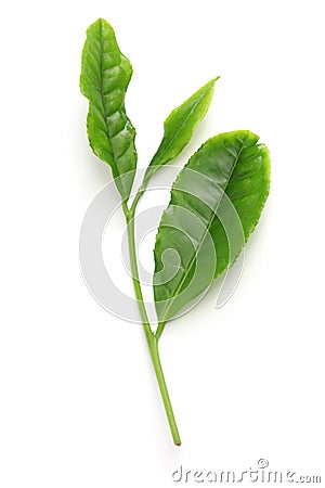 Japanese green tea young leaves Stock Photo