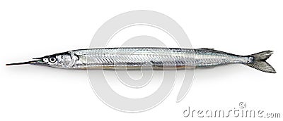 Sayori, Japanese halfbeak Stock Photo