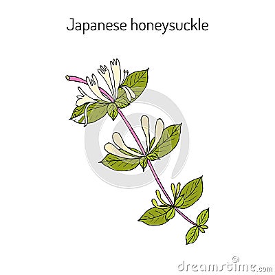 Japanese honeysuckle Lonicera japonica , medicinal plant Vector Illustration