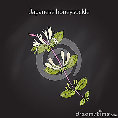 Japanese honeysuckle Lonicera japonica , medicinal plant. Vector Illustration