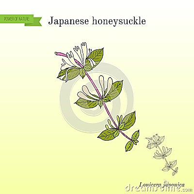 Japanese honeysuckle Lonicera japonica , medicinal plant Vector Illustration