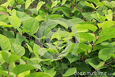 Japanese knotweed Fallopia japonica close-up growing in the UK. Stock Photo