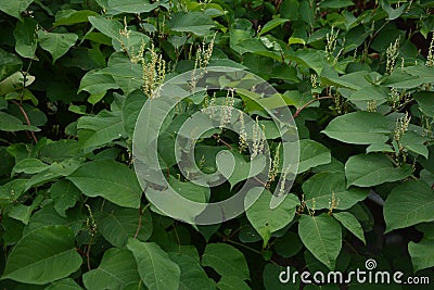Flowers of Asian knotweed, Fallopia japonica.shoots of Japanese Knotweed, Polygonum cuspidatum, Fallopia japonica Stock Photo