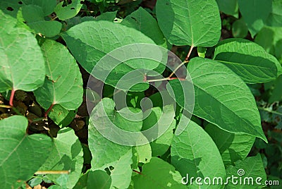 Japanese knotweed widespread Stock Photo