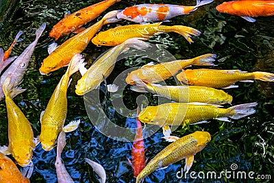 Japanese koi carp fish, a beautiful medium-sized colourful asian fishes. Stock Photo