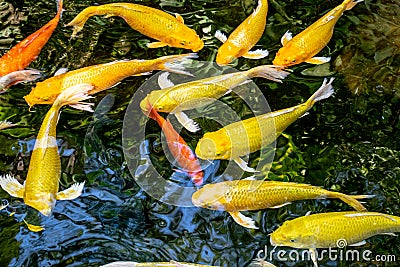 Japanese koi carp fish, a beautiful medium-sized colourful asian fishes. Stock Photo