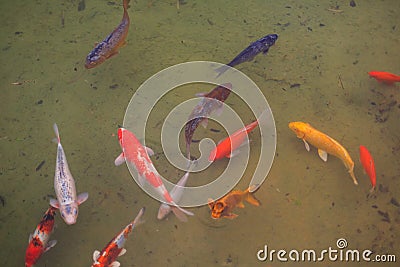 Japanese Koi Fish Stock Photo