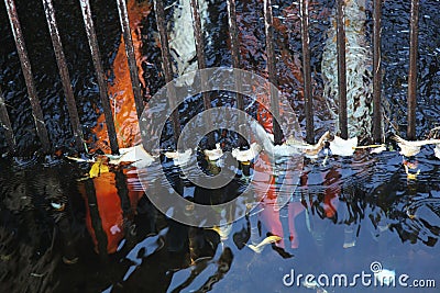 Japanese koi trapped behind strong metal bars Stock Photo