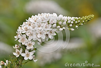 Japanese Loosetrife Stock Photo