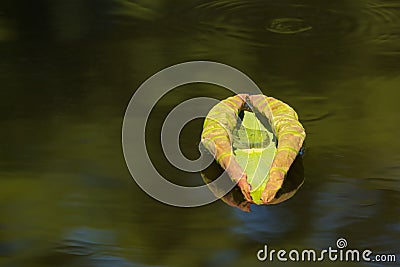 Japanese Lotus Holding a Water Droplet Stock Photo