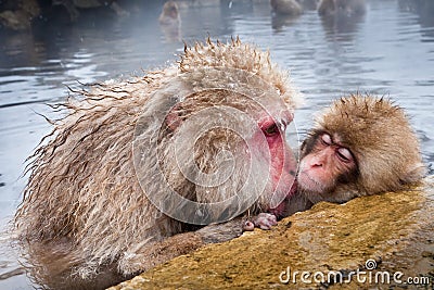 Japanese Macaque Stock Photo