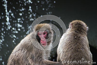 Japanese macaque apes Stock Photo