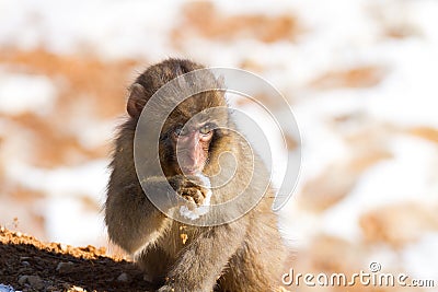 Japanese macaque baby in winter Stock Photo