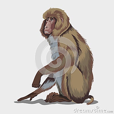 Japanese macaque or brown monkey sittin on a ground.Isolated in white background. Vector illustration Vector Illustration