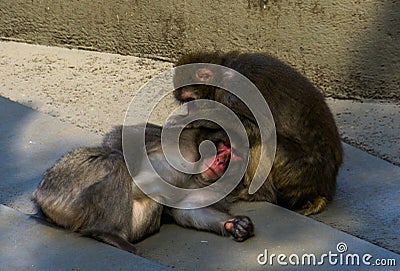 Japanese macaque couple grooming each other in closeup, typical social primate behavior, tropical monkey specie from Japan Stock Photo