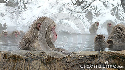 Japanese Macaque in hot spring Stock Photo