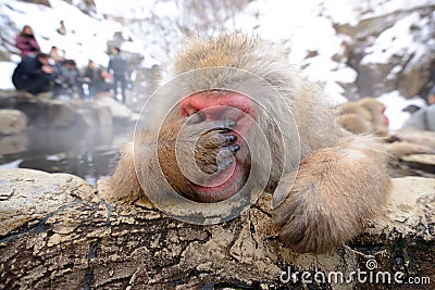 Japanese Snow Monkey Stock Photo