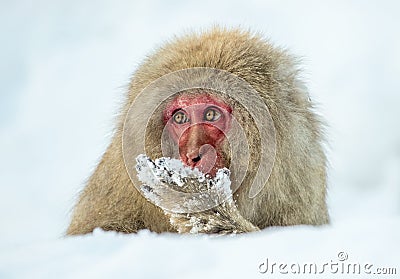 Japanese macaque on the snow. Winter season. The Japanese macaque Scientific name: Macaca fuscata, also known as the snow Stock Photo