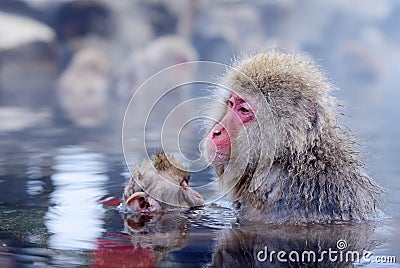 Japanese Macaques Stock Photo