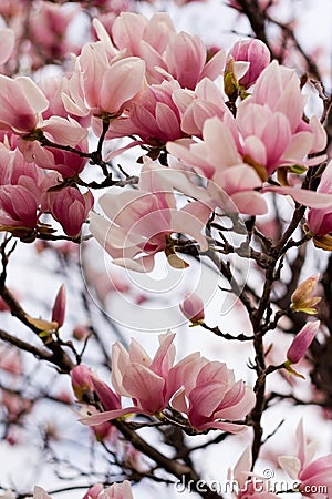 Japanese Magnolia Stock Photo