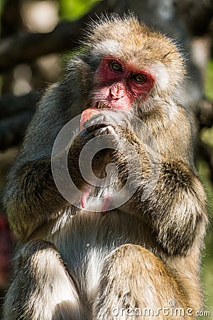 Japanese Makak monkey Stock Photo