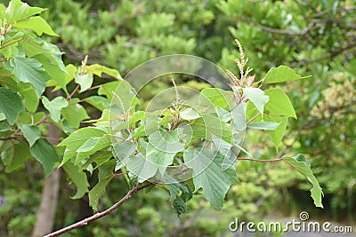 Japanese mallotus buds Stock Photo