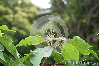 Japanese mallotus buds Stock Photo