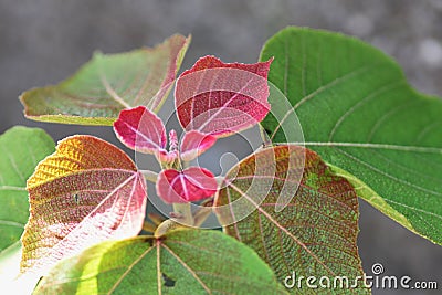 Japanese mallotus tree. Stock Photo