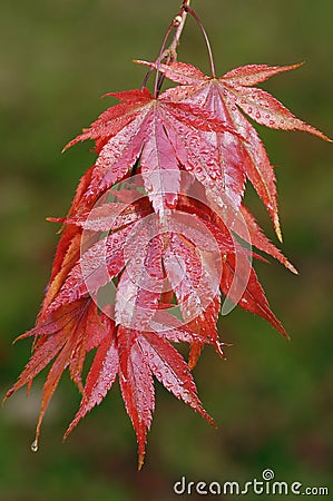 Japanese Maple - Acer palmatum Stock Photo