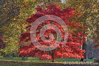 Japanese Maple - Acer palmatum Stock Photo